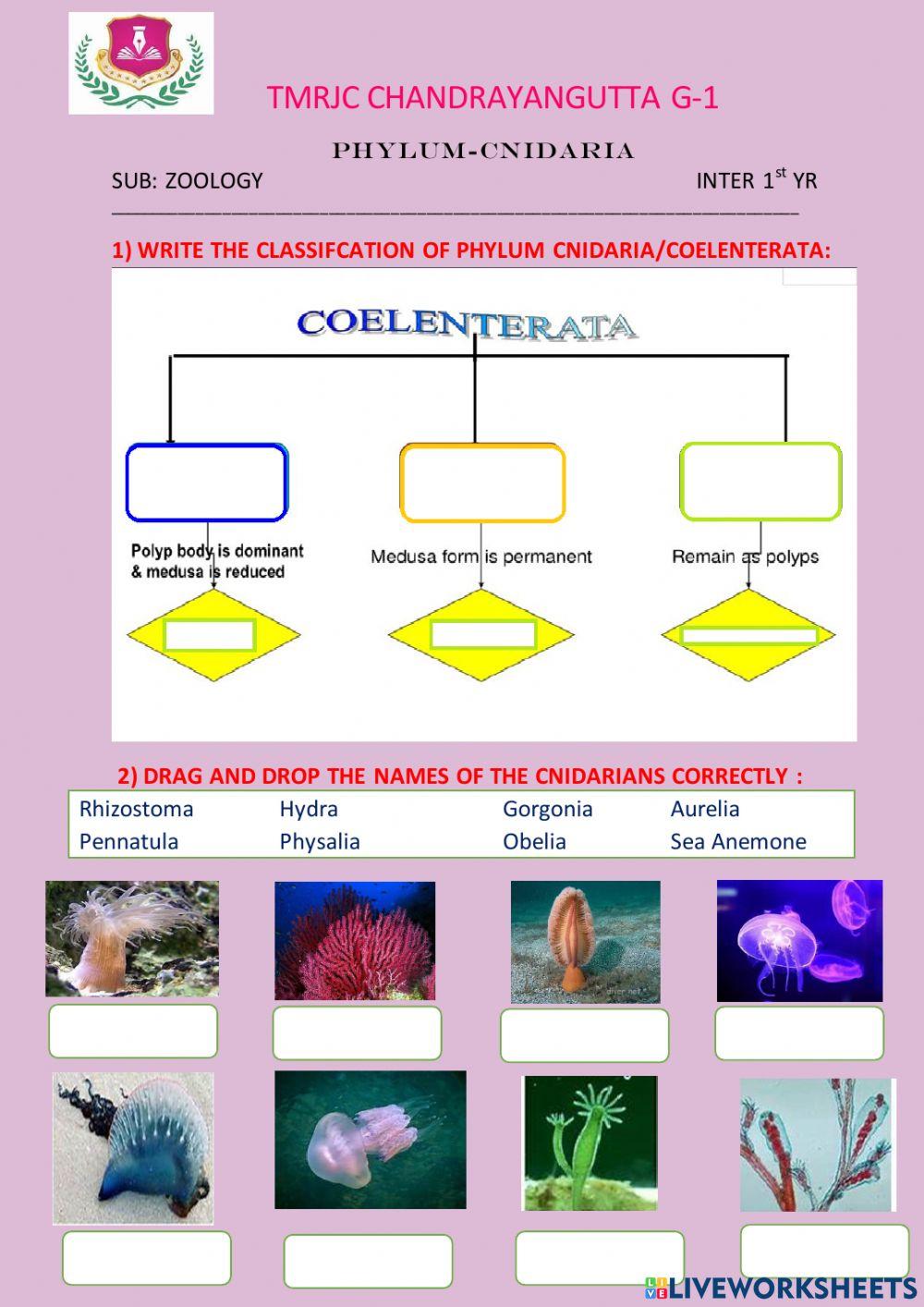 cnidaria online exercise for Live Worksheets