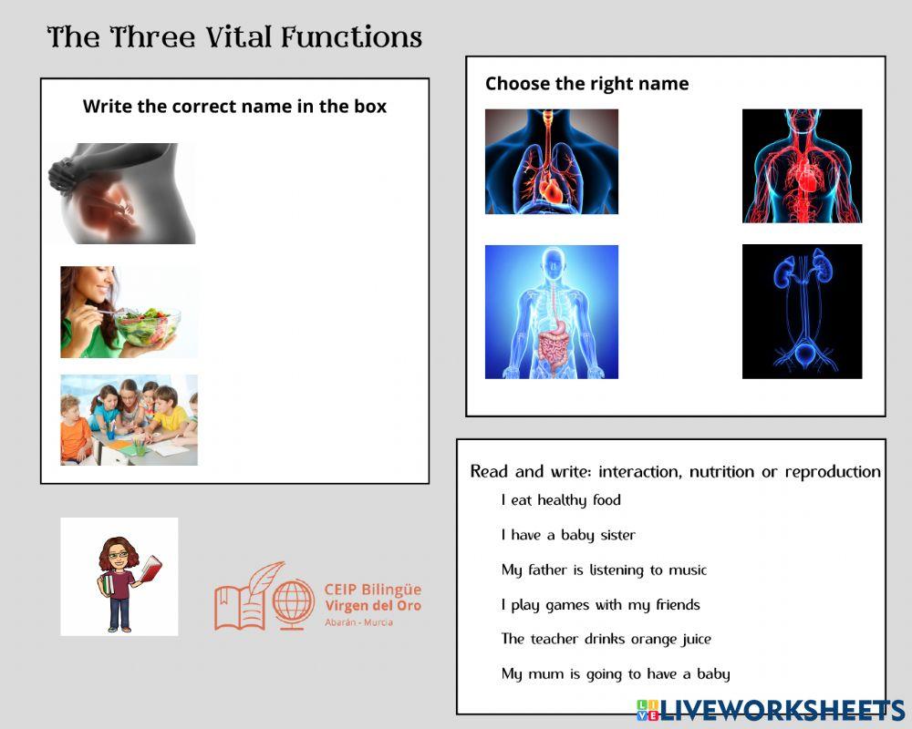 The Three Vital Functions