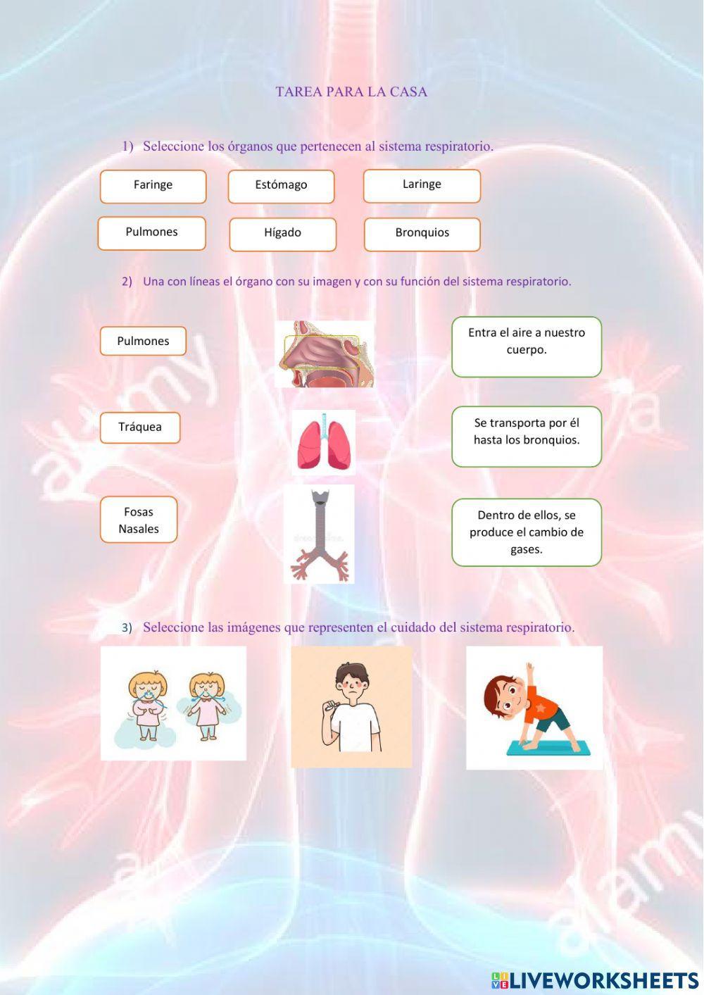 Sistema Respiratorio