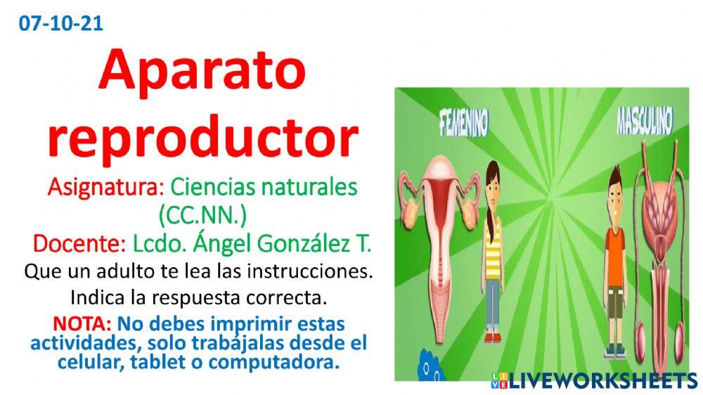 Aparato reproductor