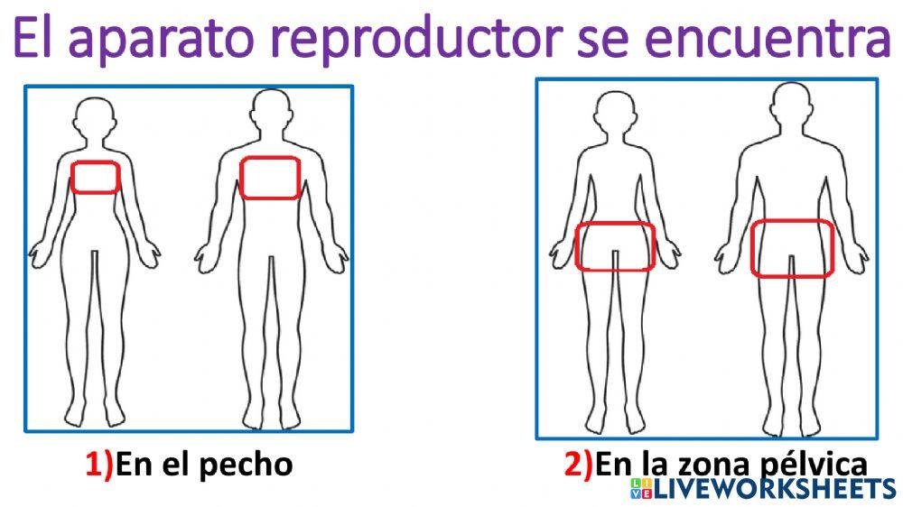 Aparato reproductor