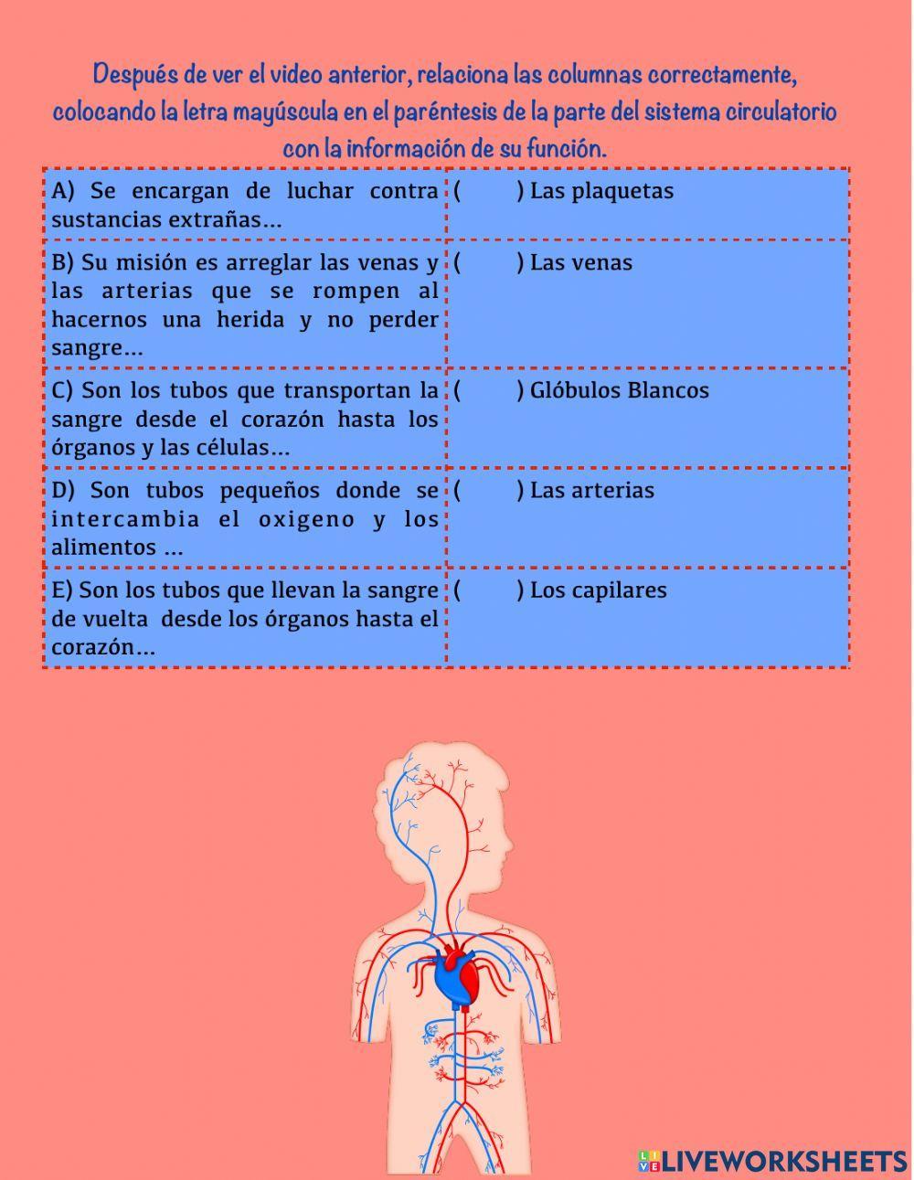 Aparato circulatorio