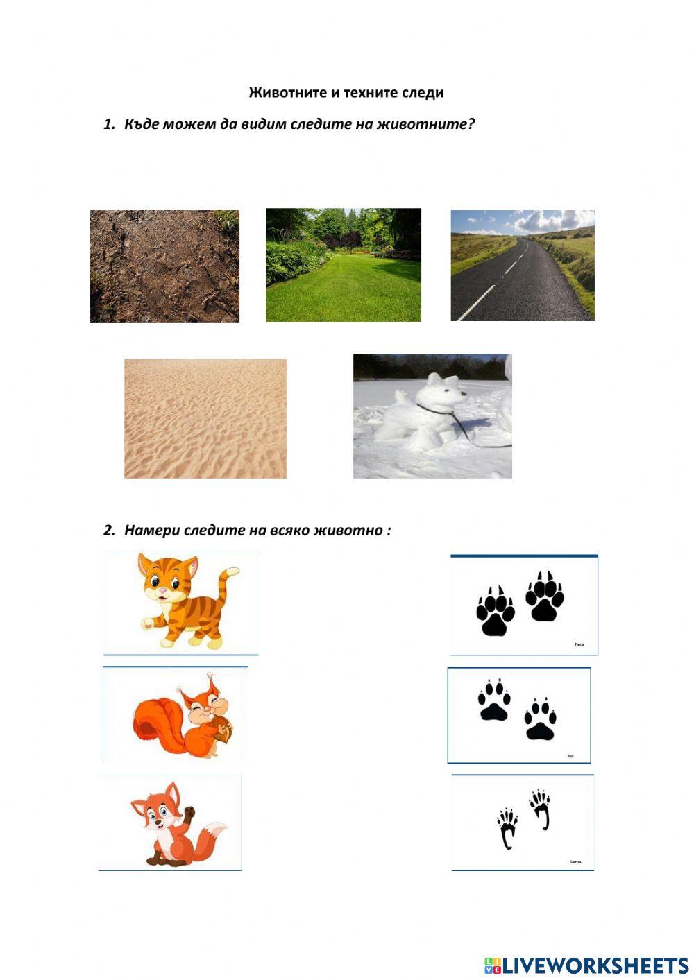 Animals and their tracks