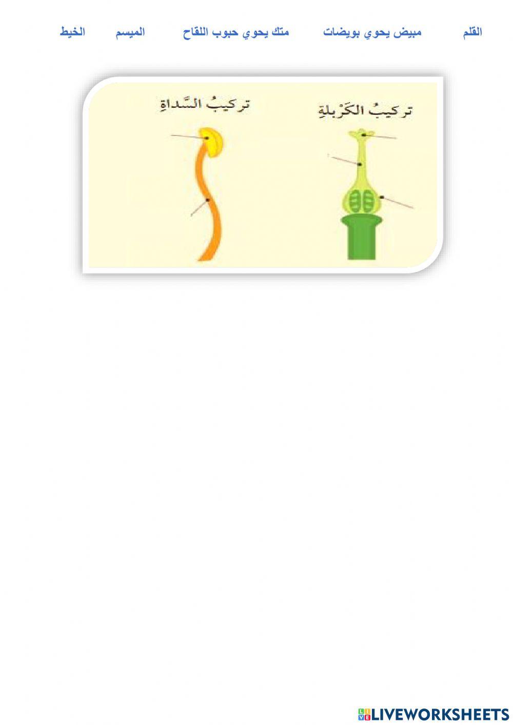 التكاثر في النباتات-3