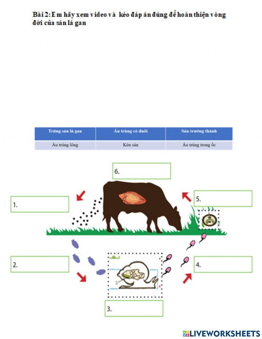 Vòng đời của sán lá gan