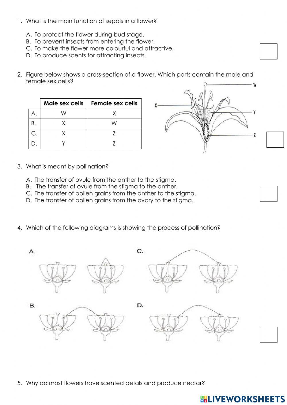 flowers-parts-of-a-plant-worksheet-1