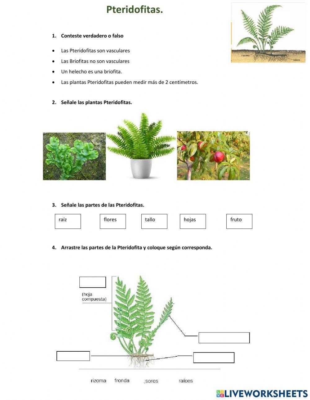 Plantas sin semillas
