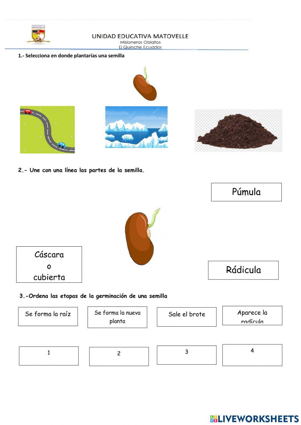 La semilla y germinación