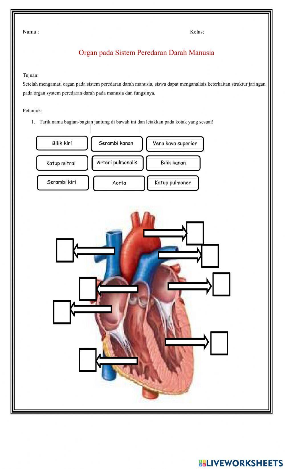 Organ pada Sistem Peredaran Darah Manusia