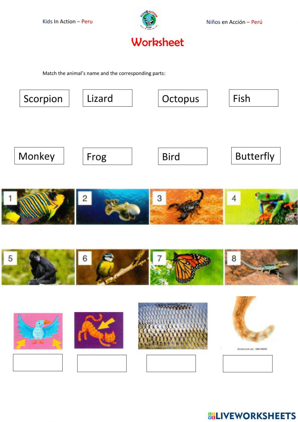 MOVERS 8 - Class 2 - Animals and their parts