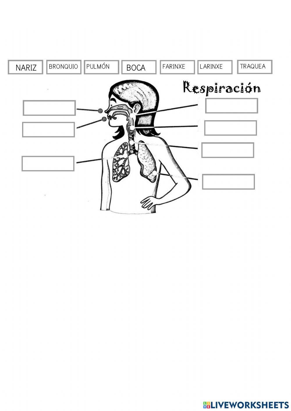 A respiración