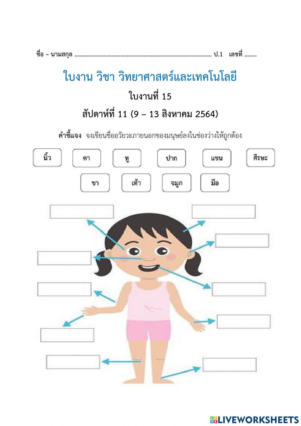 แบบ drag&drop อวัยวะ ครูพี