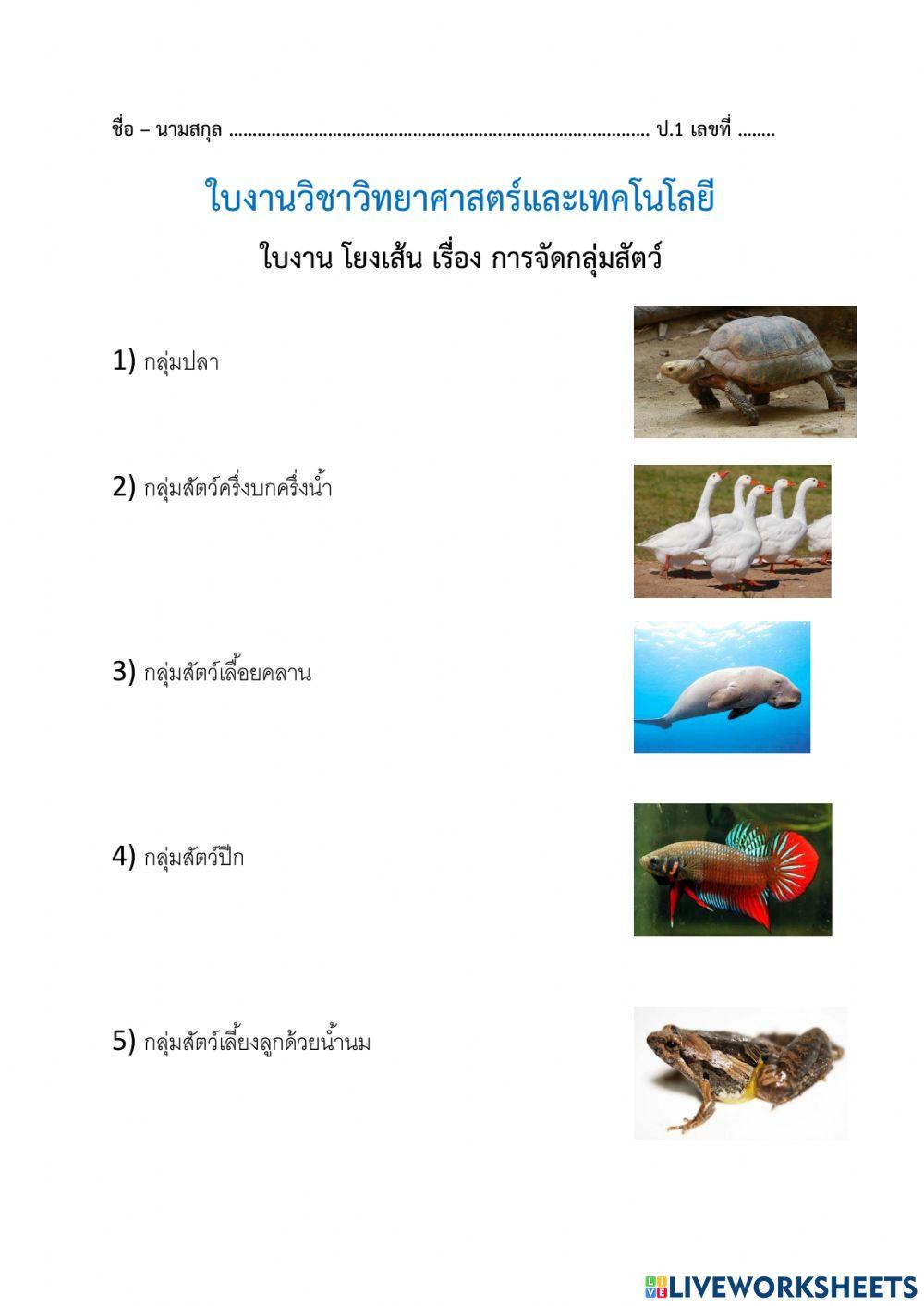 แบบโยงเส้น การจัดกลุ่มสัตว์ ครูพี