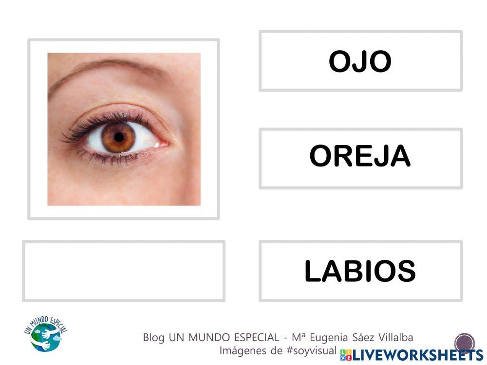 Lectura global - El cuerpo I - Blog un mundo especial