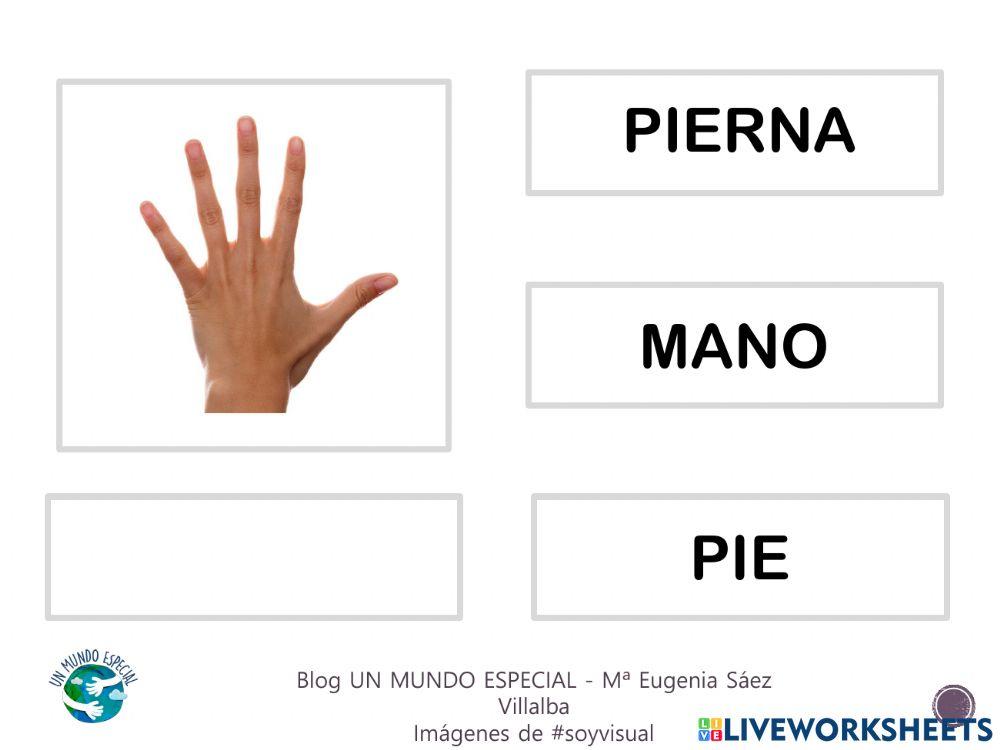 Lectura global - El cuerpo II - Blog un mundo especial