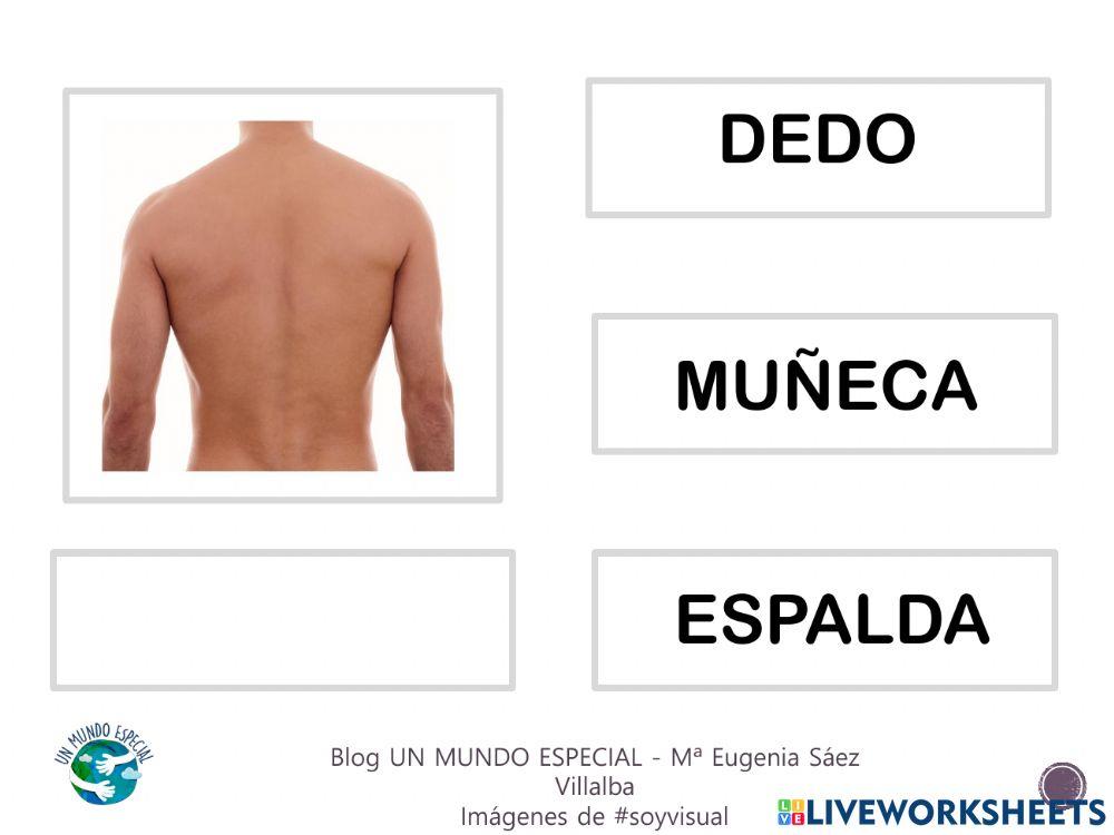 Lectura global - El cuerpo III - Blog un mundo especial