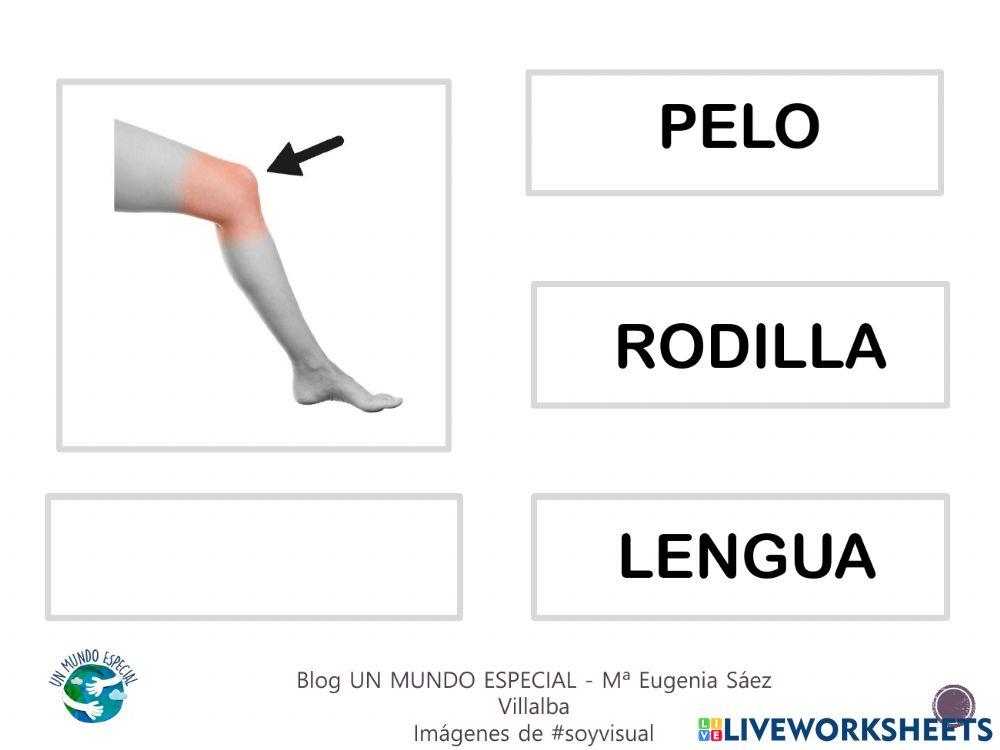 Lectura global - El cuerpo III - Blog un mundo especial