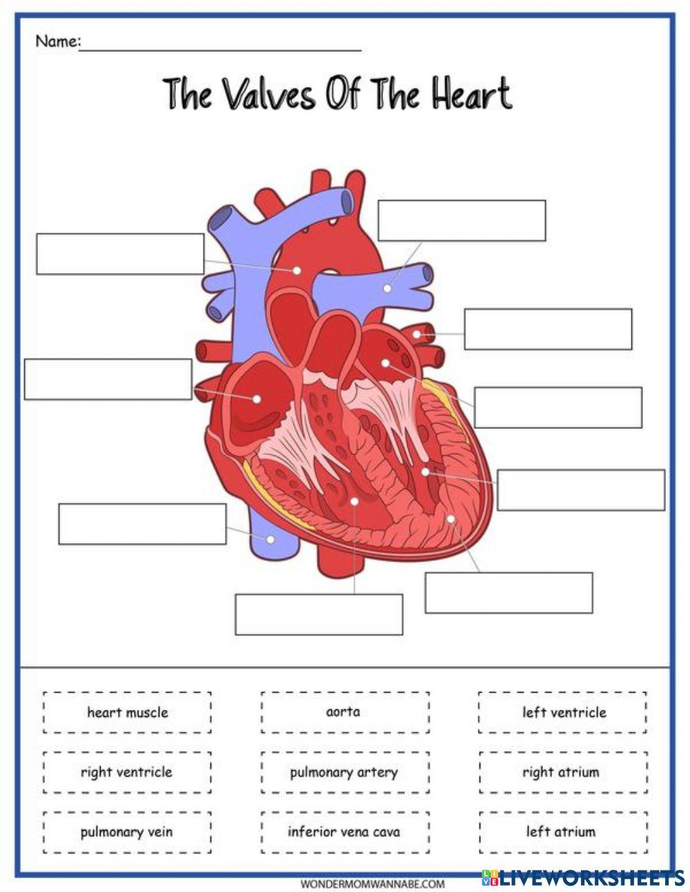 Circulatory System Online Exercise For Live Worksheets Circulatory System Online Exercise For Live Worksheets