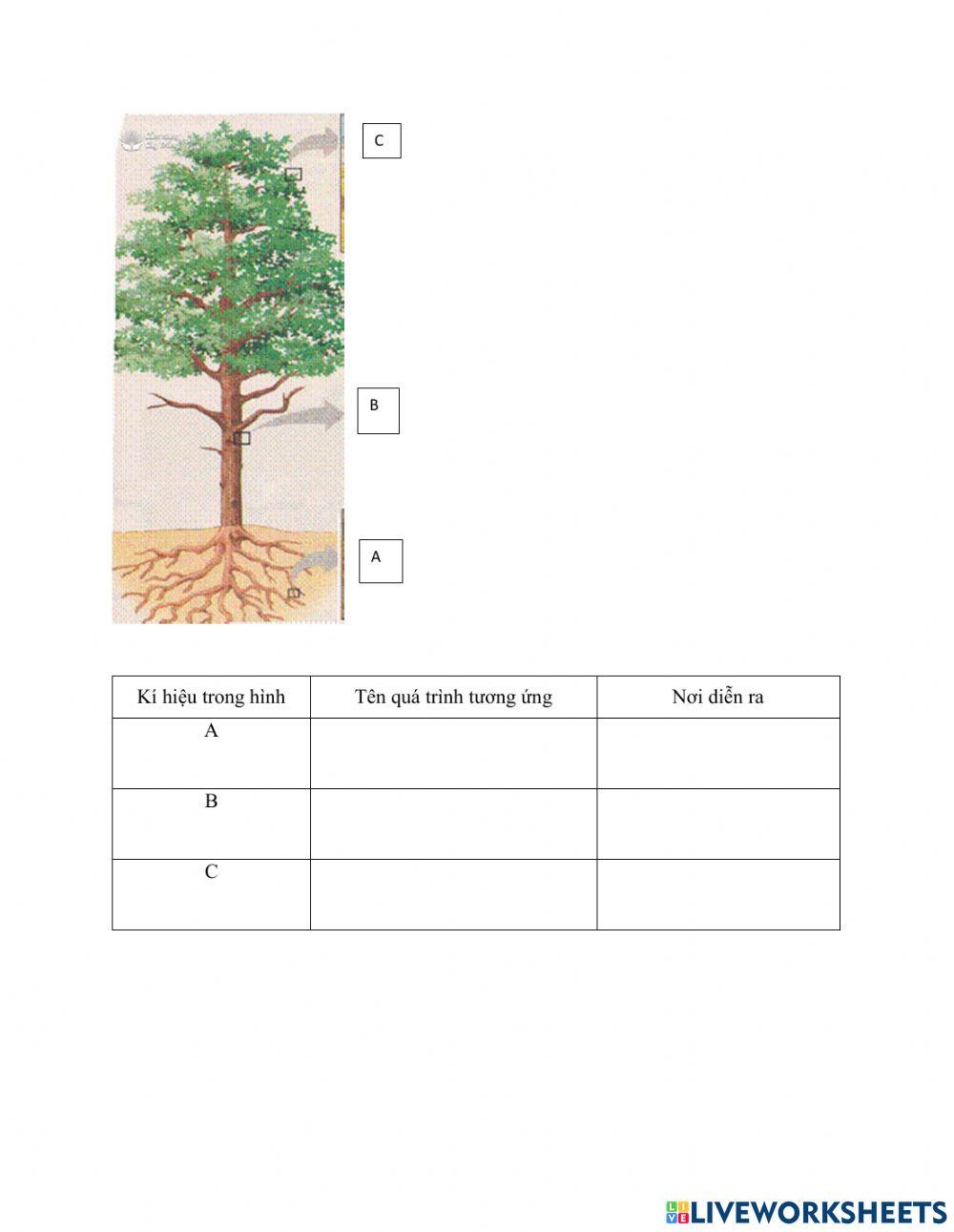 Sự vận chuyển nước trong cây