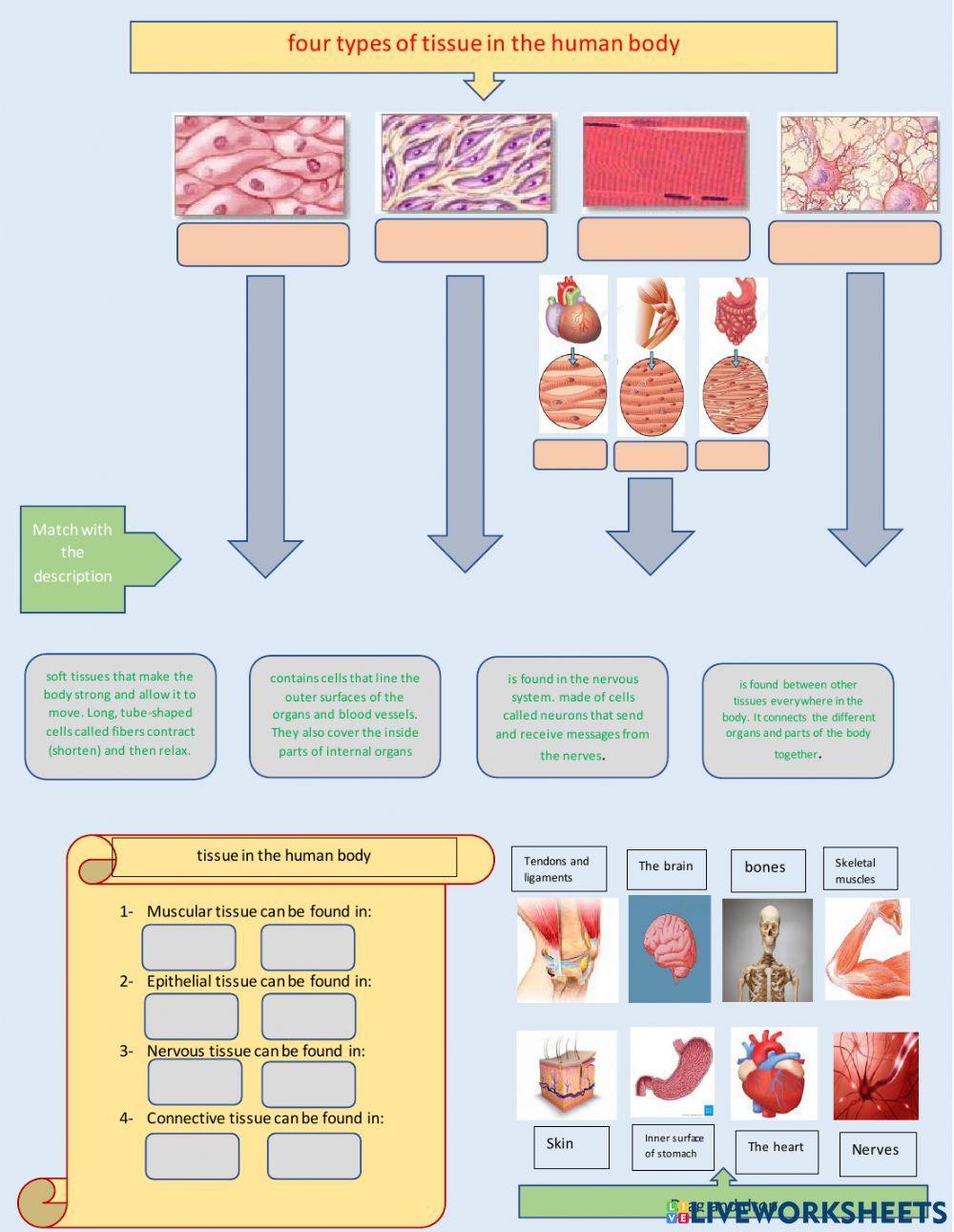 Human body tissue worksheet | Live Worksheets human-body-tissue-worksheet-live-worksheets