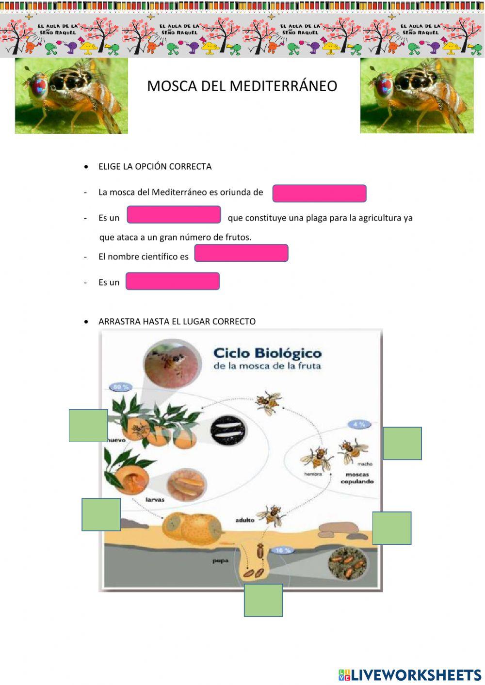 Mosca del Mediterráneo