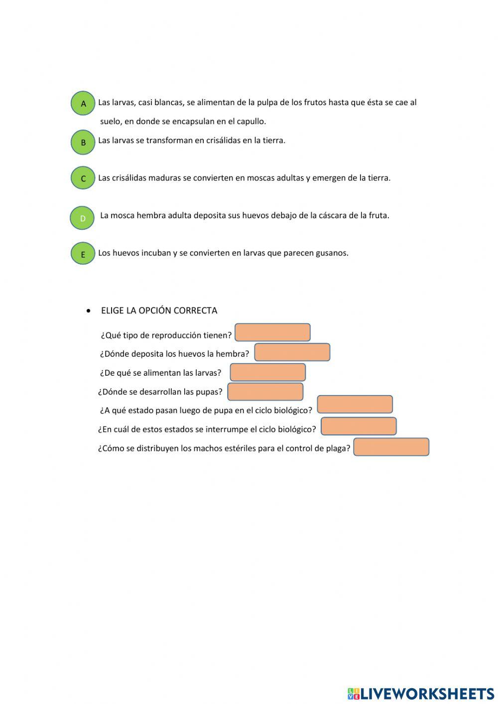 Mosca del Mediterráneo