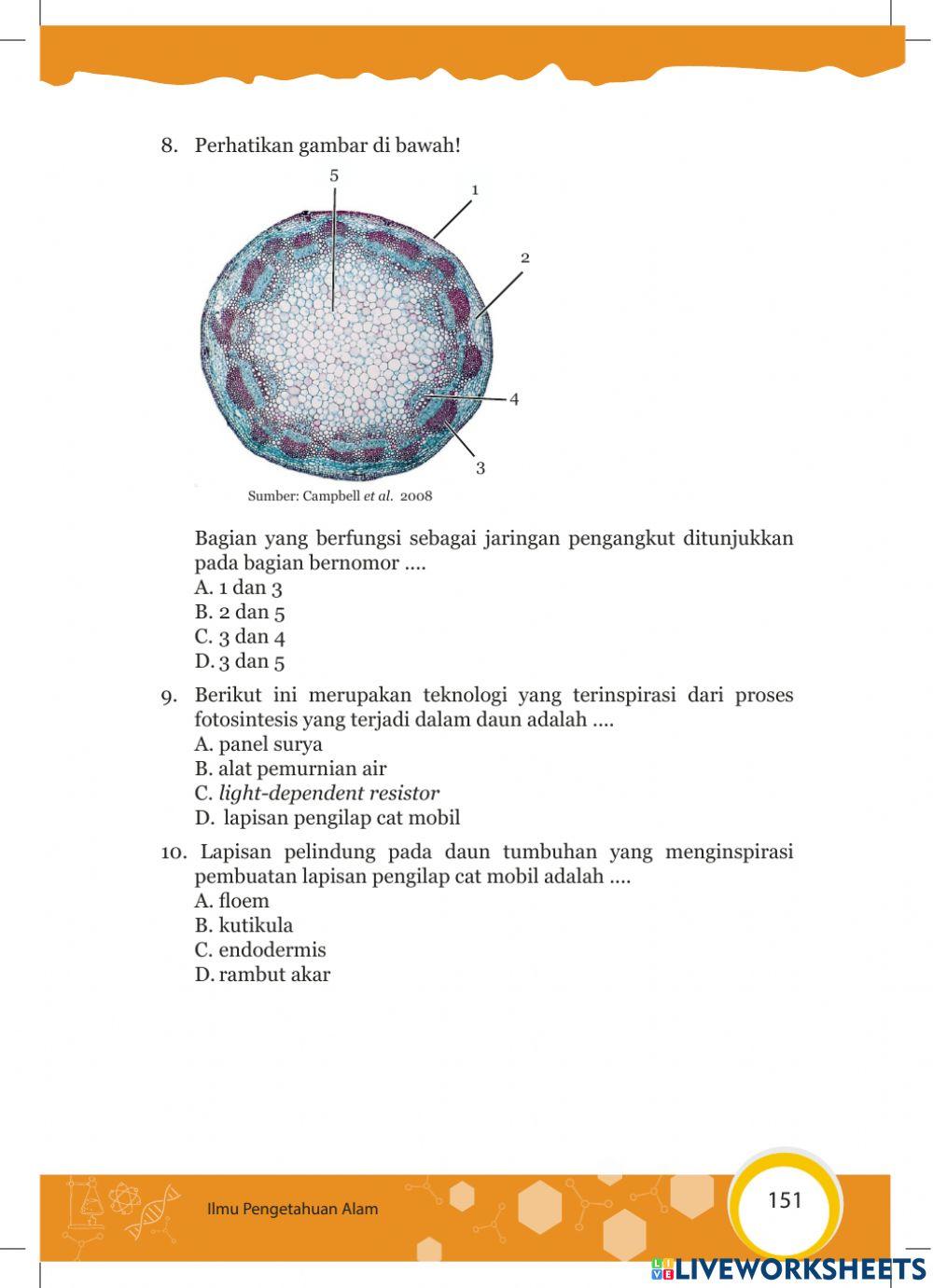 Tugas Struktur Pada Tumbuhan
