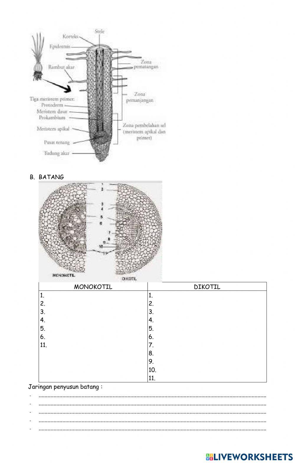 Struktur dan fungsi tubuh tumbuhan