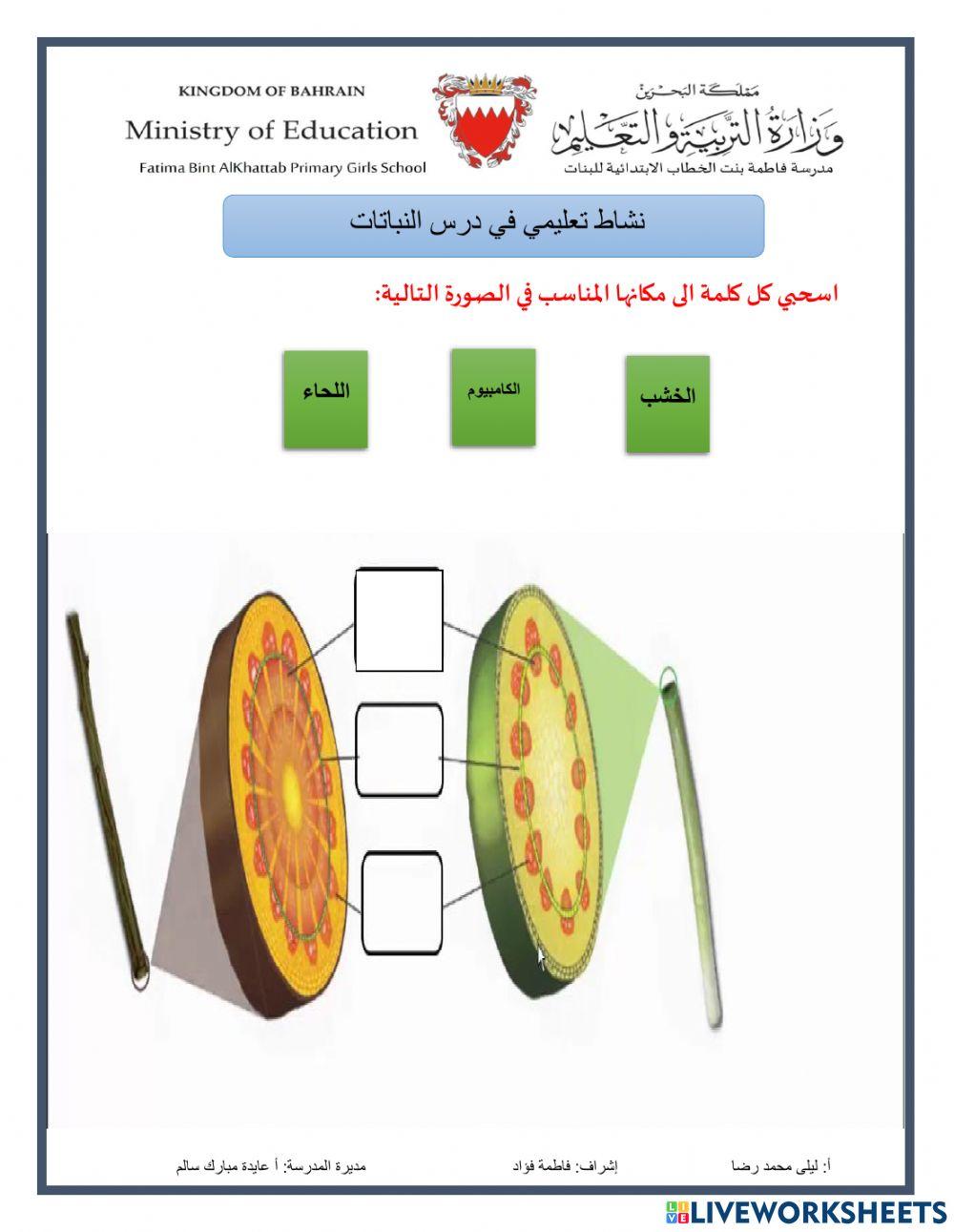 نشاط درس النباتات