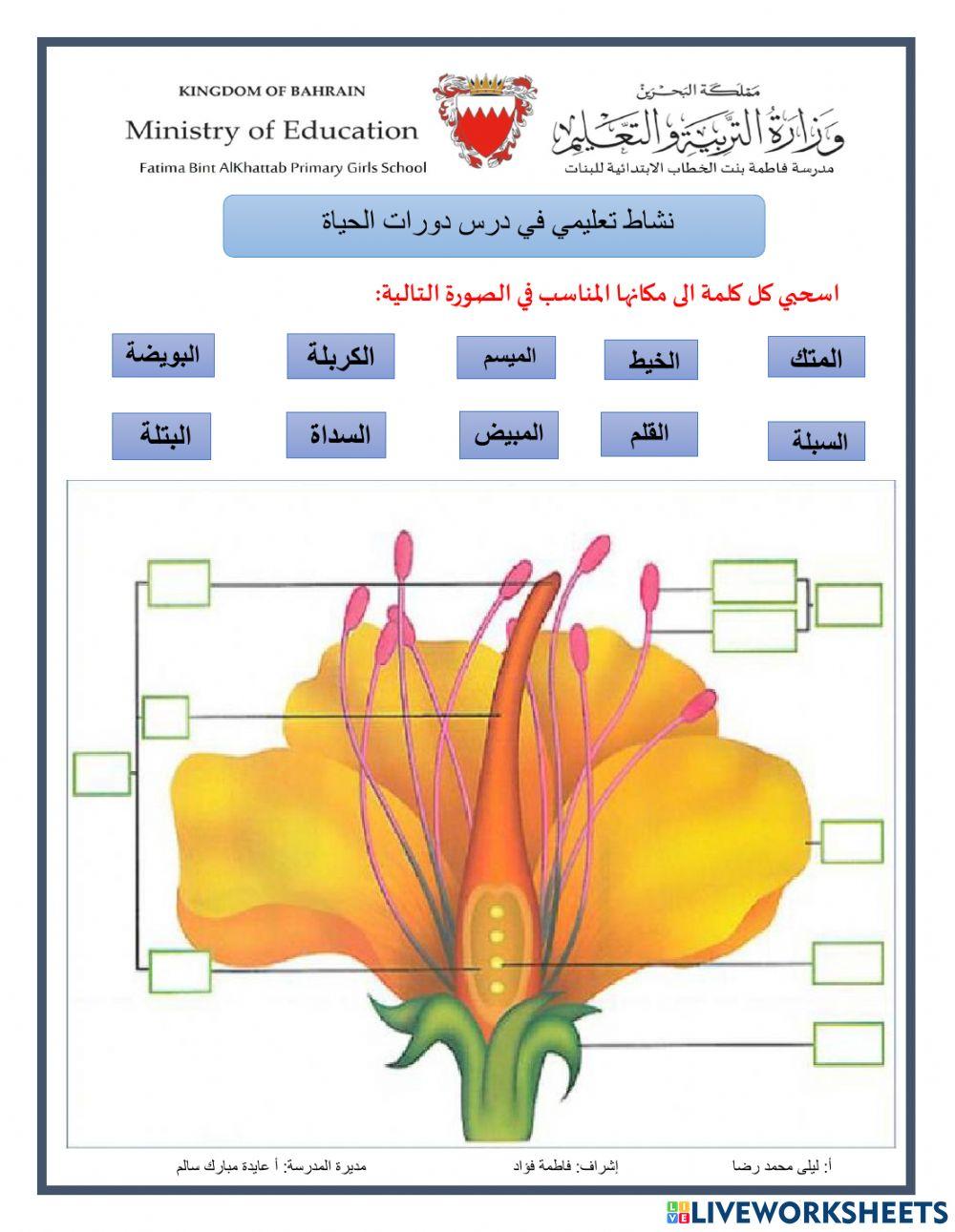 نشاط تعليمي