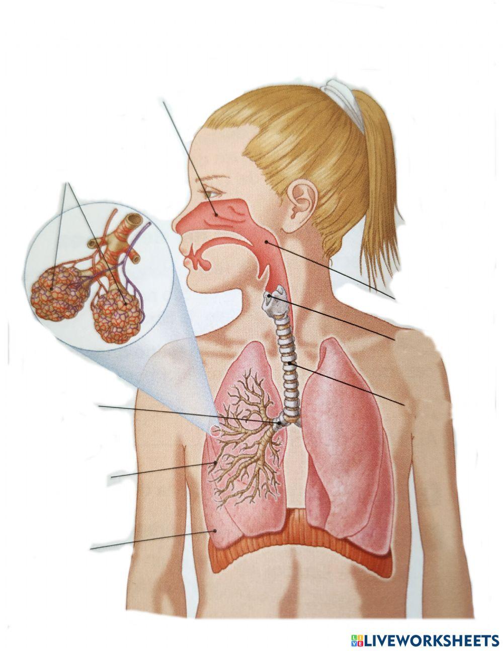 aparato respiratorio
