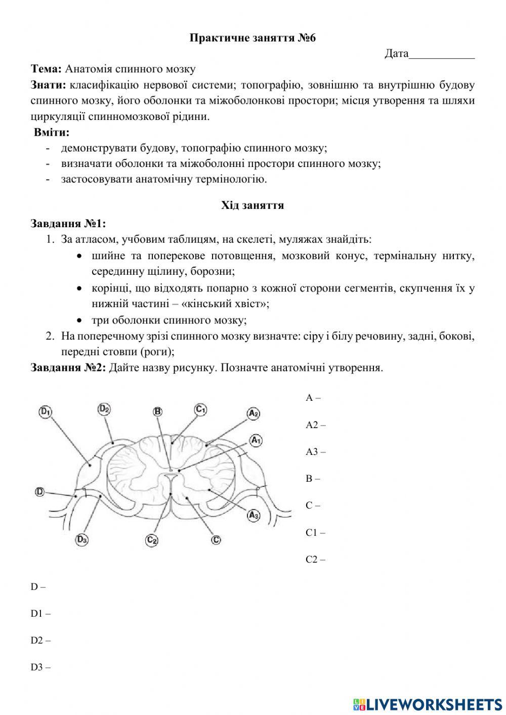 Анатомія спинного мозку