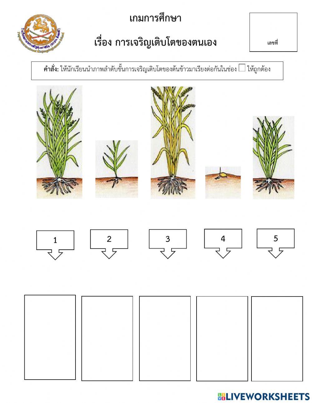 เกมการศึกษา  เรื่อง ข้าว