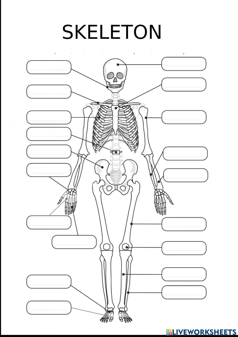 Label the bones activity | Live Worksheets label-the-bones-activity-live-worksheets