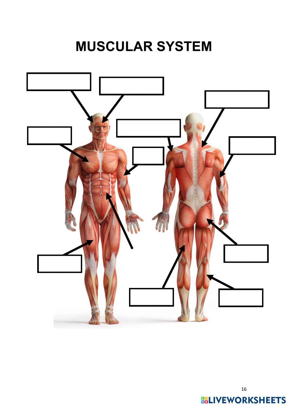 label-the-muscles-worksheet-live-worksheets