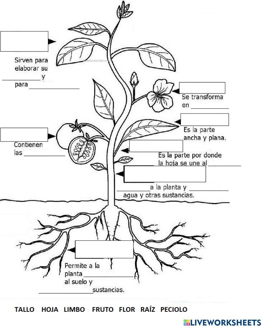 Partes de la planta y funciones