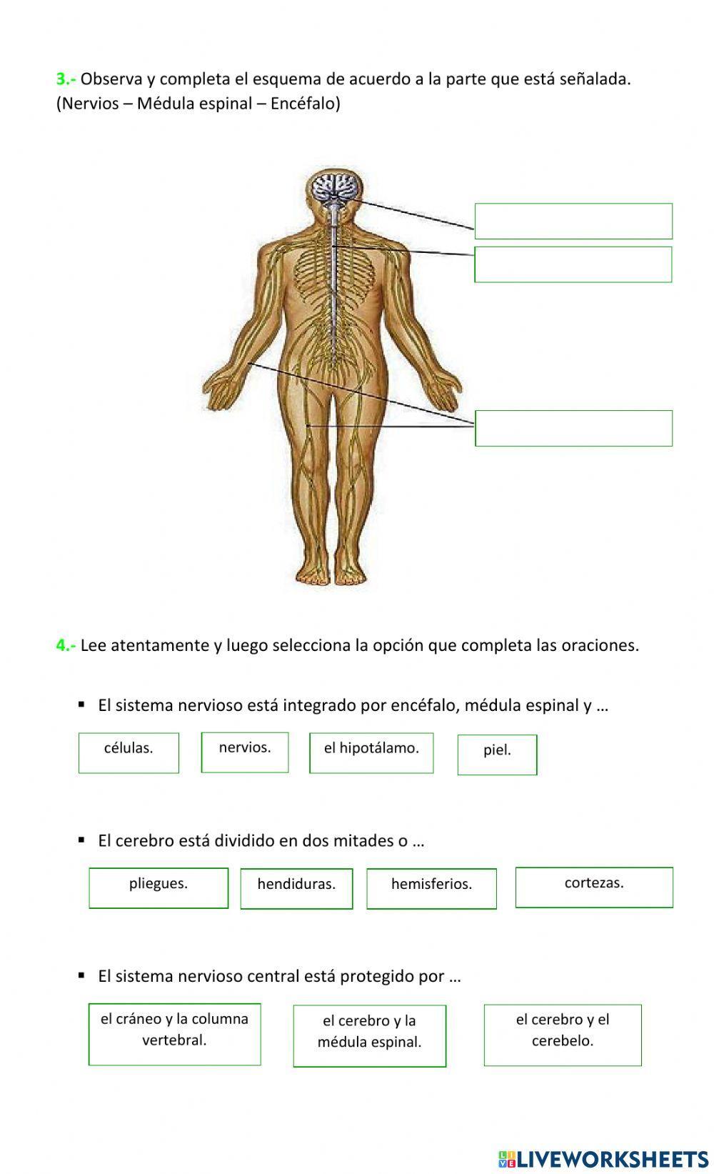 El sistema nervioso como coordinador del cuerpo humano.