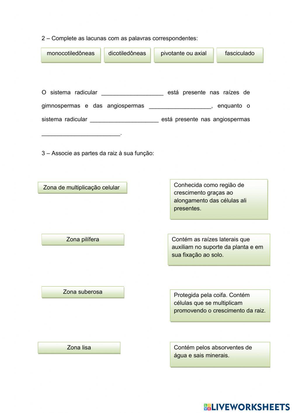 Raízes - Morfologia