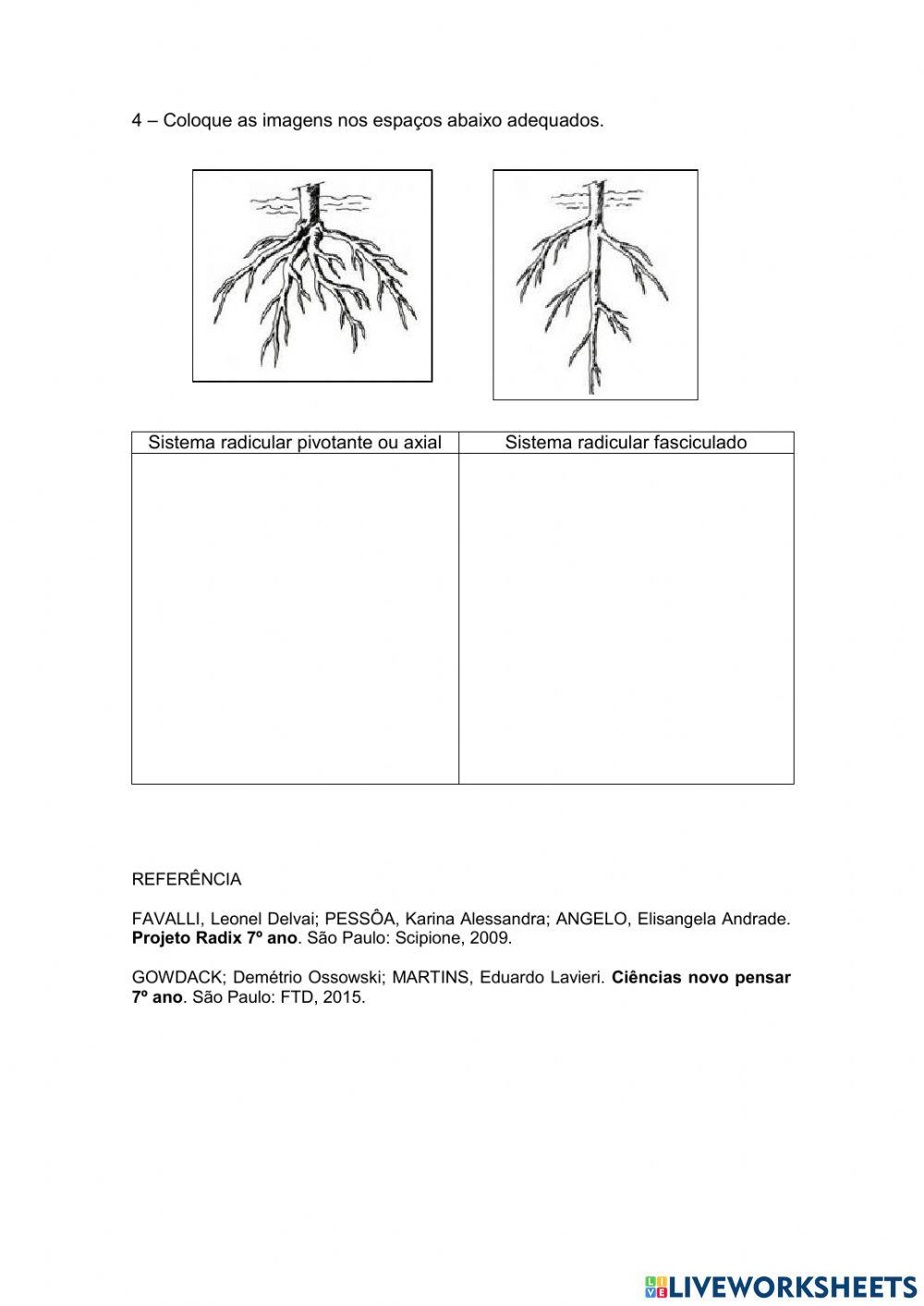 Raízes - Morfologia