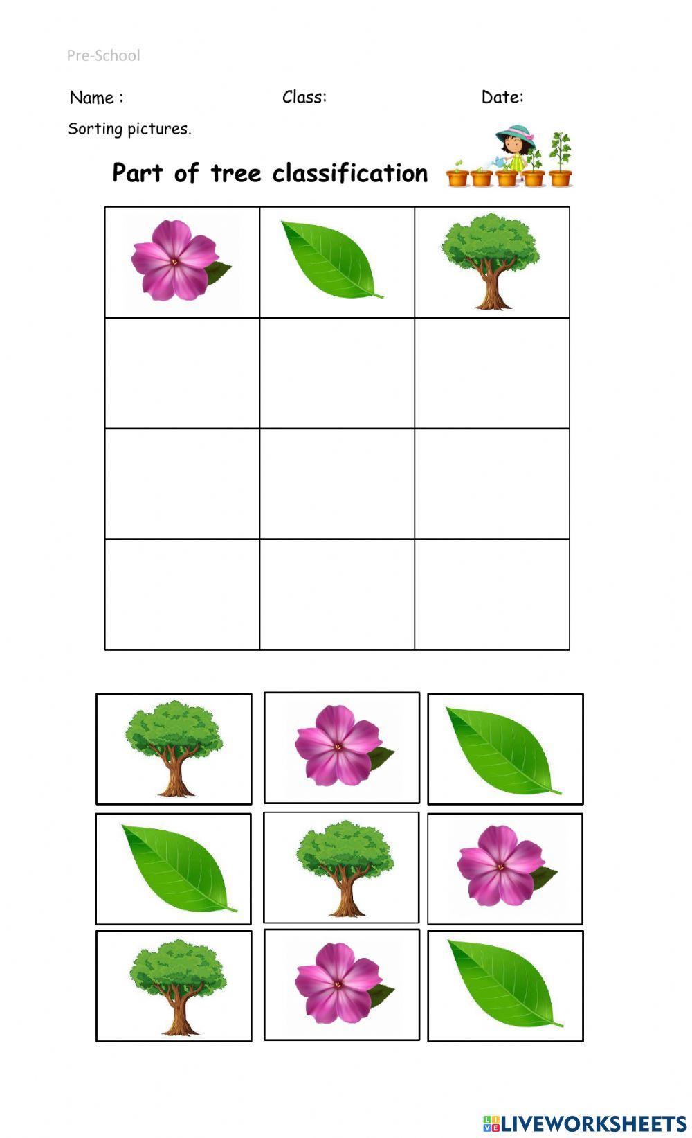 Part of tree classification worksheet | Live Worksheets