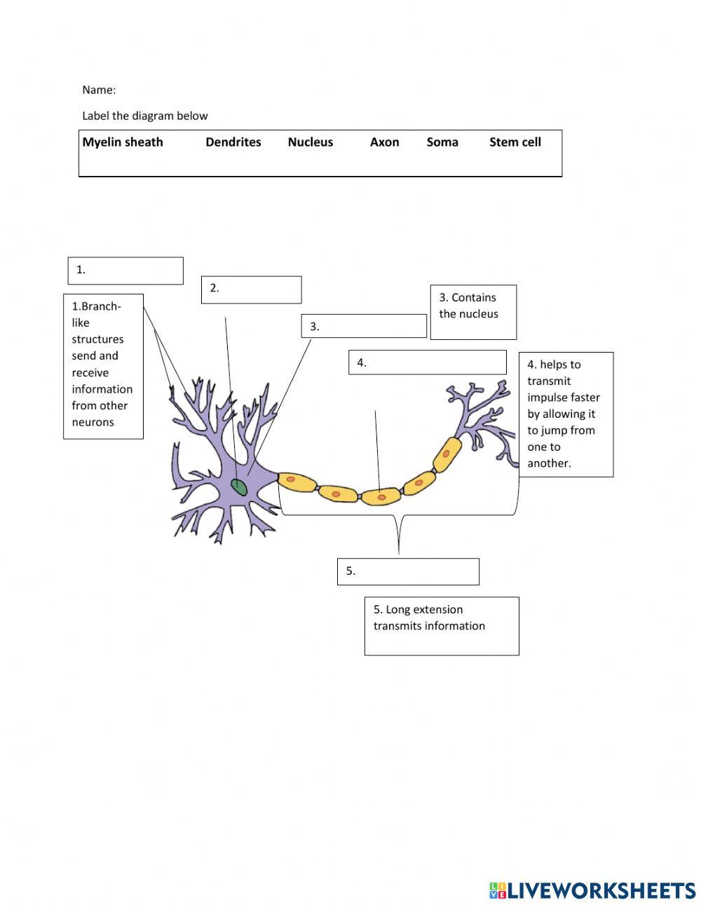 neuron worksheet online exercise for Live Worksheets neuron worksheet online exercise for Live Worksheets