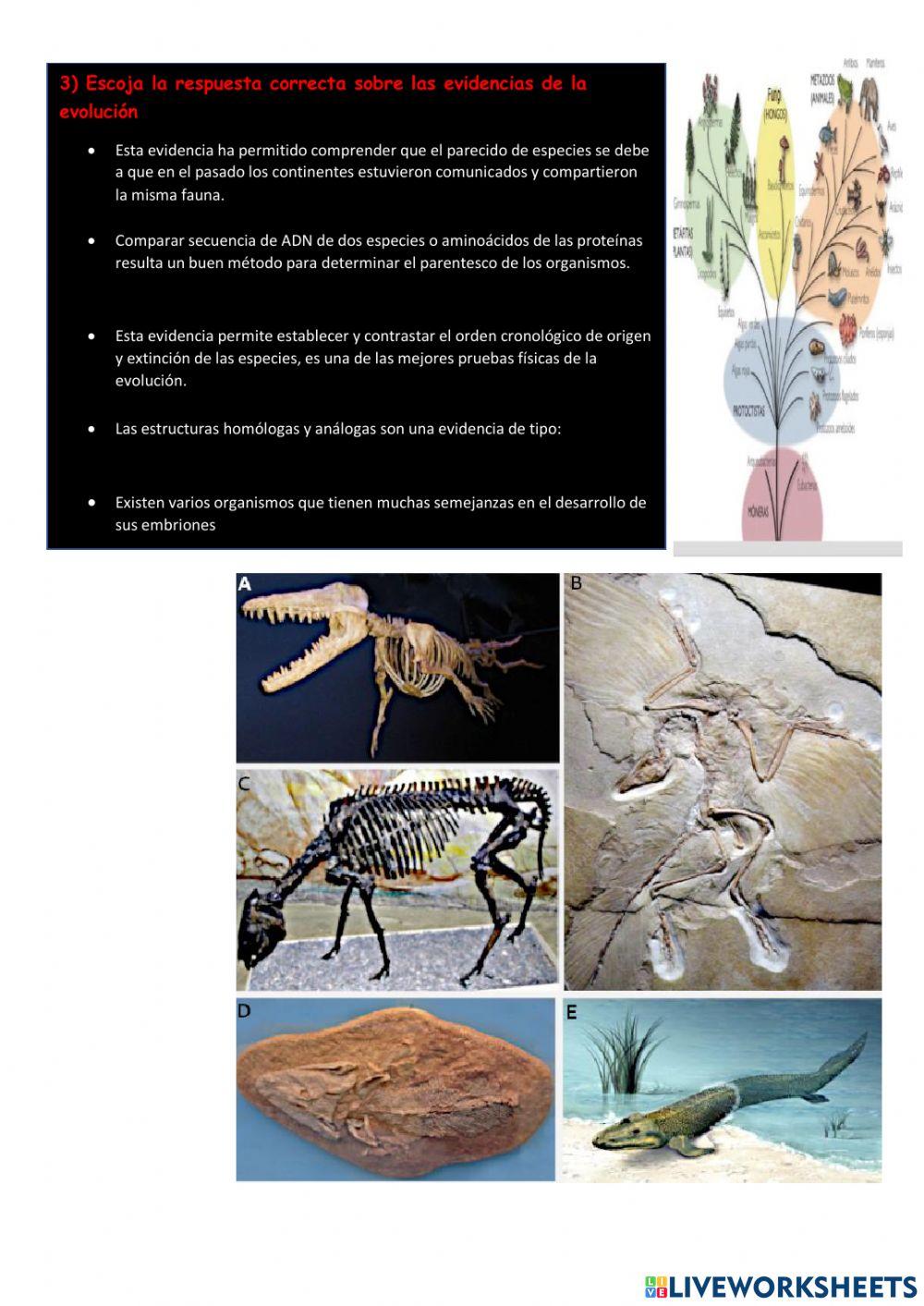 Evidencias de evolucion