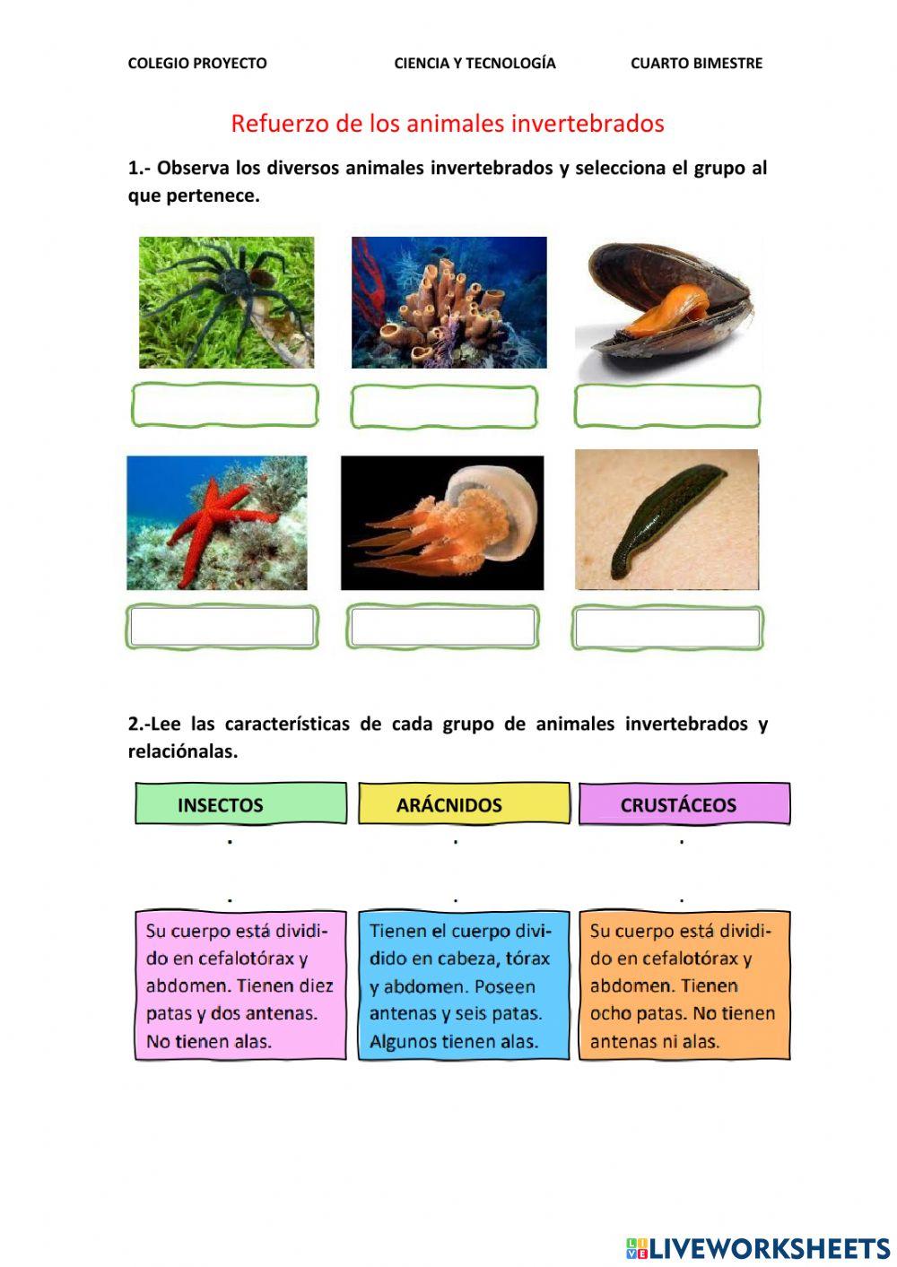 Animales invertebrados