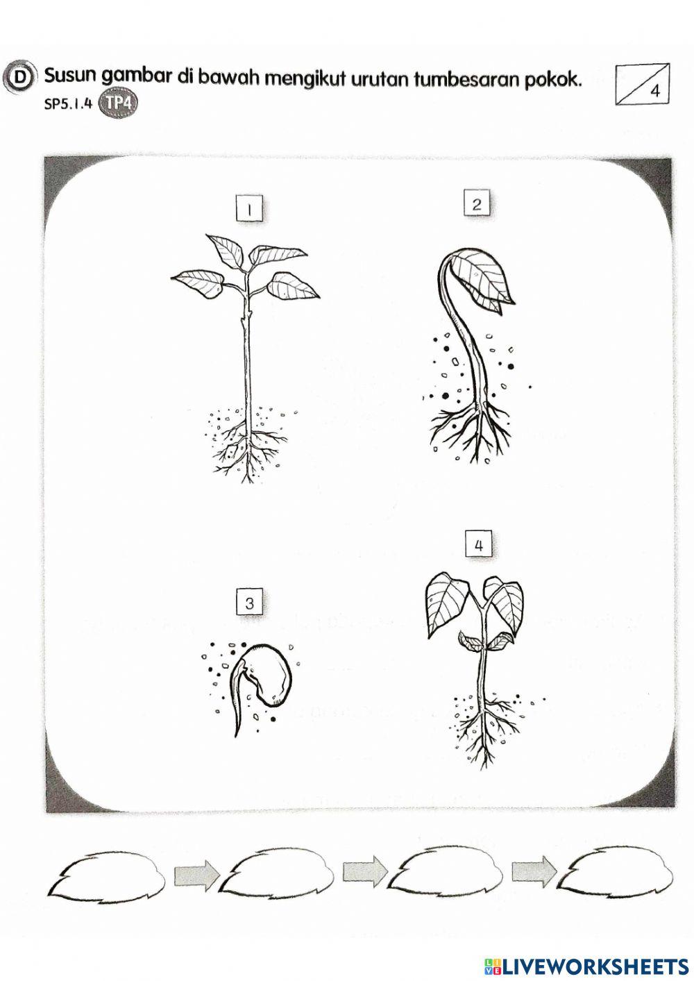Kepentingan dan tumbesaran tumbuh-tumbuhan.