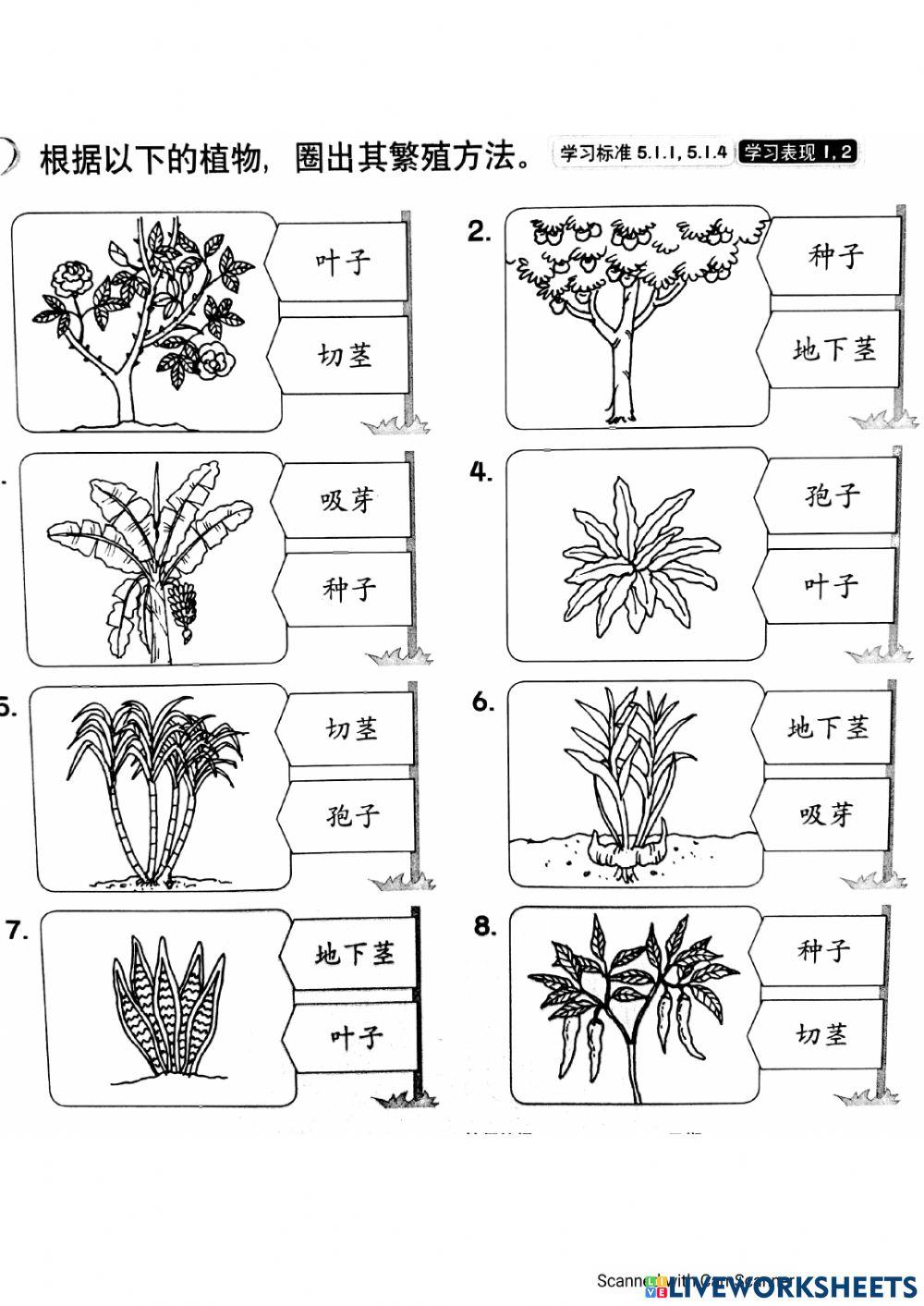 植物的繁殖方法