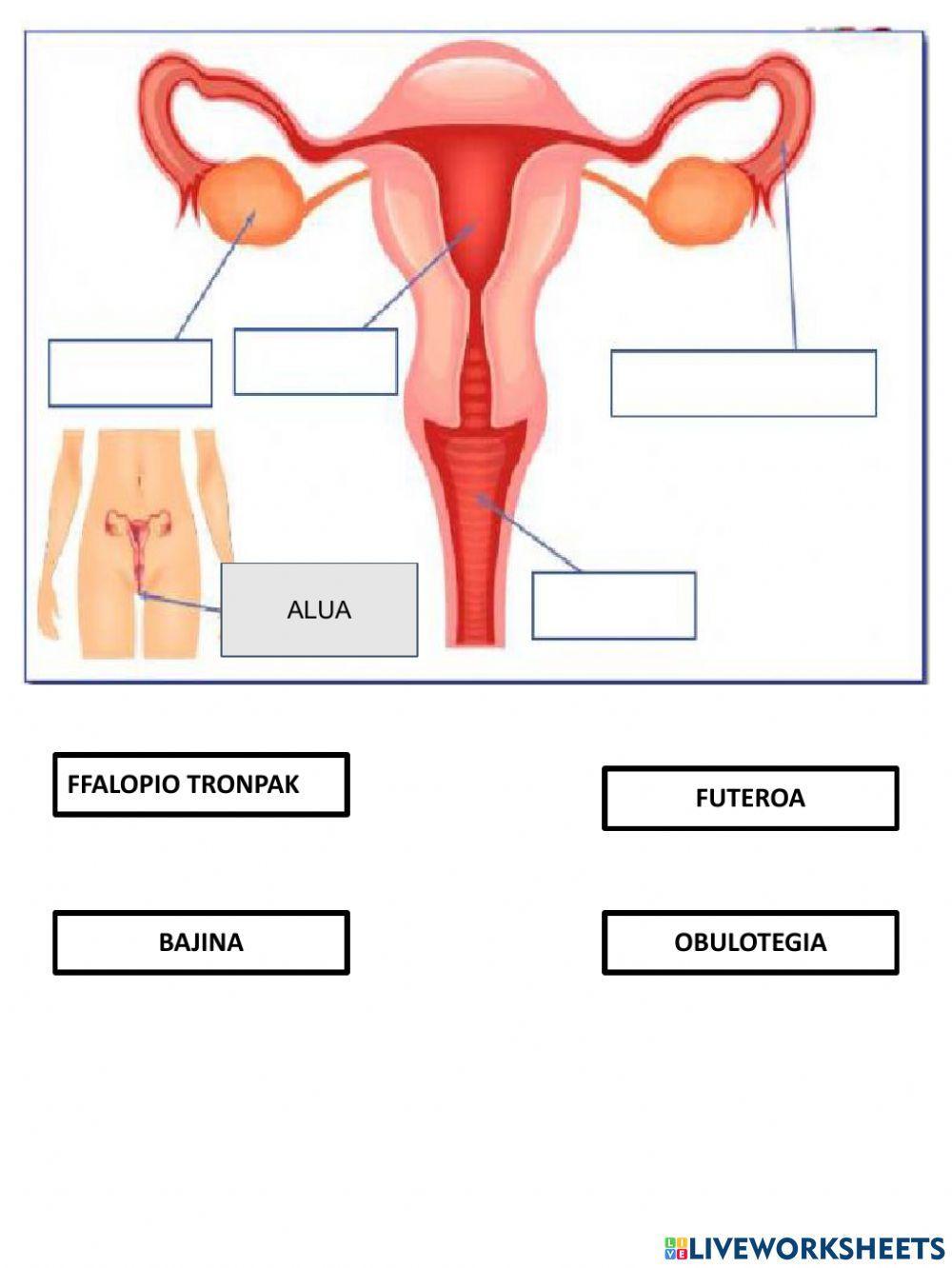 Lokomozio aparatua eta Ugalgeta aparatua