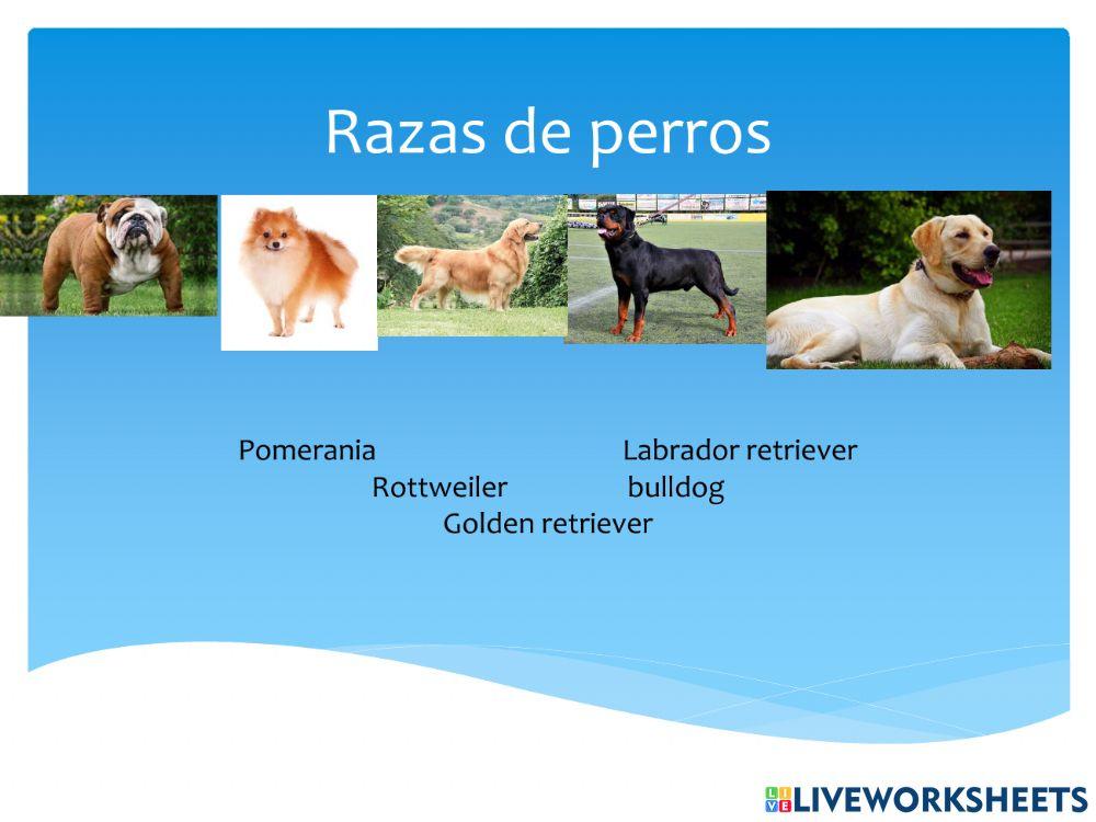 Razas de perros
