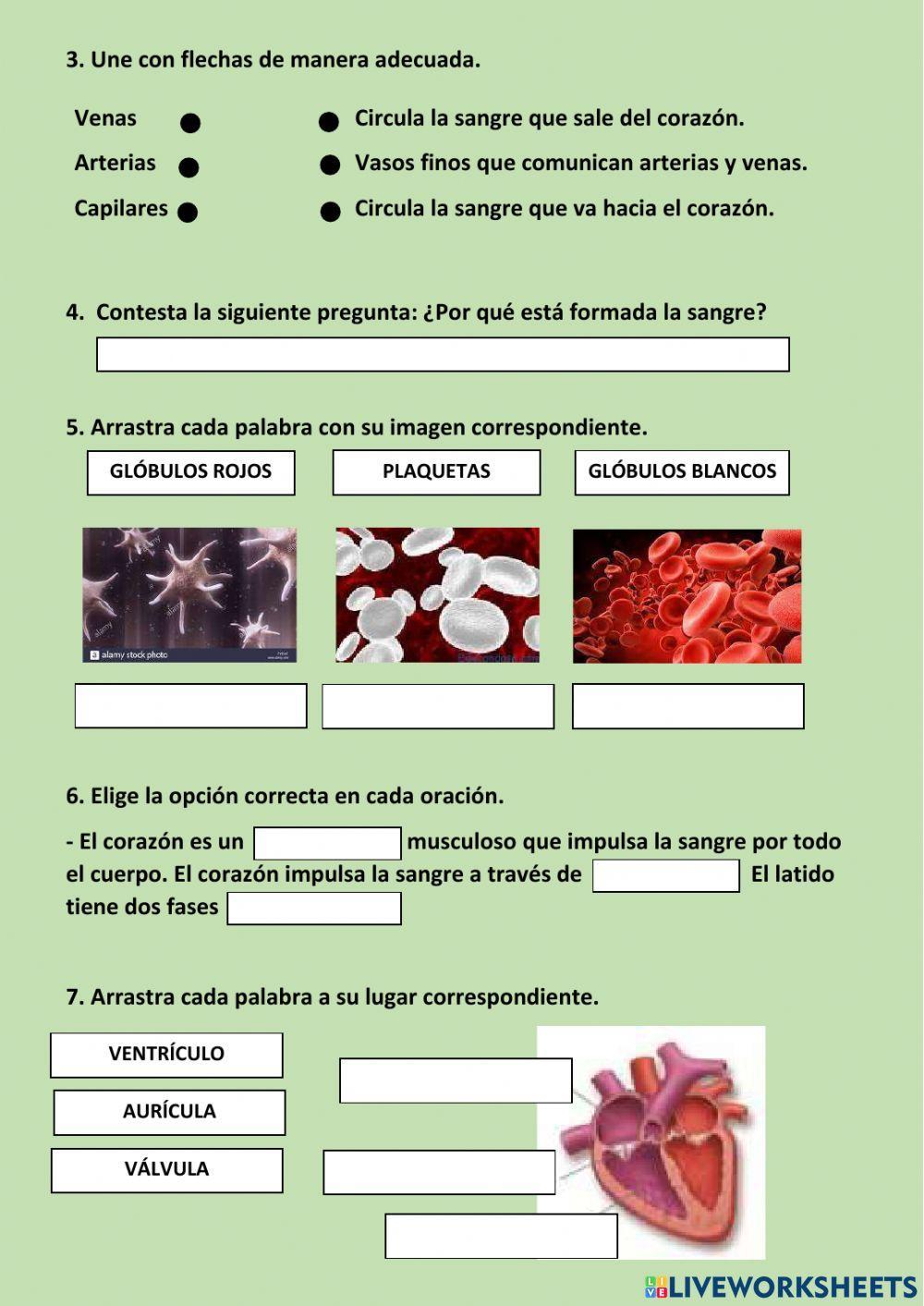 La circulación: el viaje de las sustancias.