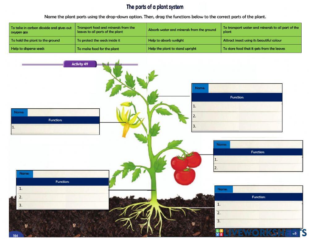 1629046 | Plant System | Susan197 | LiveWorksheets