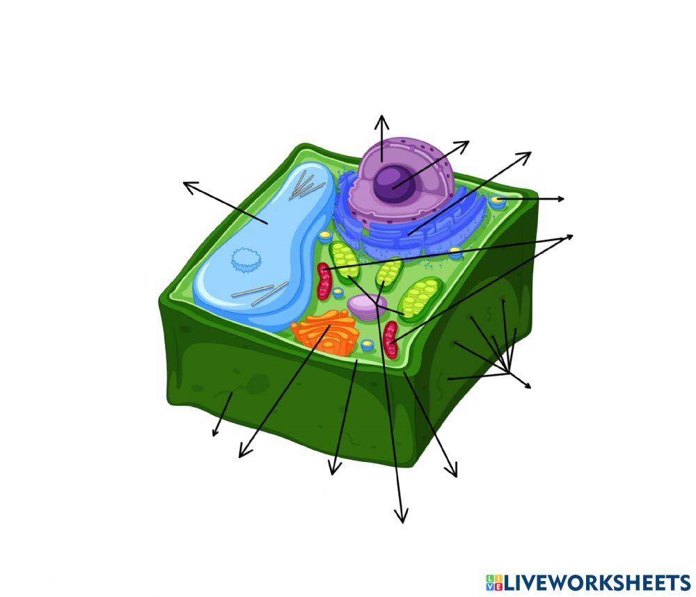 Les partes d'una cèl·lula eucariota vegetal